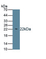 Von Willebrand Factor (vWF) Monoclonal Antibody, CAU30526