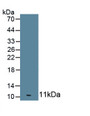 2',5'-Oligoadenylate Synthetase 1 (OAS1) Monoclonal Antibody, CAU30535