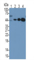 TATA Binding Protein (TBP) Monoclonal Antibody, CAU30544