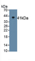 Klotho (KL) Monoclonal Antibody, CAU30547