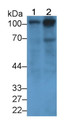 Thrombomodulin (TM) Monoclonal Antibody, CAU30554