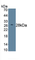 Dickkopf Related Protein 2 (DKK2) Monoclonal Antibody, CAU30559