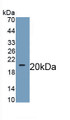 Wingless Type MMTV Integration Site Family, Member 11 (WNT11) Monoclonal Antibody, CAU30566