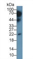 Interleukin 10 (IL10) Monoclonal Antibody, CAU30578