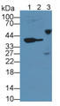 Matrix Metalloproteinase 13 (MMP13) Monoclonal Antibody, CAU30589