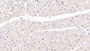 DAB staining on IHC-P; Samples: Human Cardiac Muscle Tissue; Primary Ab: 20µg/ml Mouse Anti-Human SOD3 Antibody Second Ab: 2µg/mL HRP-Linked Caprine Anti-Mouse IgG Polyclonal Antibody