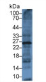 Ubiquitin (Ub) Monoclonal Antibody, CAU30607