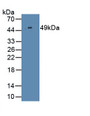 Interferon Alpha 2 (IFNa2) Monoclonal Antibody, CAU30608