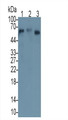 Apolipoprotein H (APOH) Monoclonal Antibody, CAU30618
