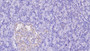 DAB staining on IHC-P; Samples: Human Liver Tissue;  Primary Ab: 30µg/ml Mouse Anti-Human APOH Antibody Second Ab: 2µg/mL HRP-Linked Caprine Anti-Mouse IgG Polyclonal Antibody 