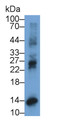 Interferon Gamma Induced Protein 10kDa (IP10) Monoclonal Antibody, CAU30622