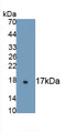 Alpha-Hemoglobin Stabilizing Protein (aHSP) Monoclonal Antibody, CAU30626