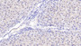 DAB staining on IHC-P; Samples: Human Liver Tissue; Primary Ab: 40µg/ml Mouse Anti-Human aHSP Antibody Second Ab: 2µg/mL HRP-Linked Caprine Anti-Mouse IgG Polyclonal Antibody