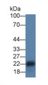 Mucin 1 (MUC1) Monoclonal Antibody, CAU30628