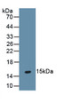 Parathyroid Hormone Receptor 2 (PTHR2) Monoclonal Antibody, CAU30632