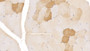 DAB staining on IHC-P; Samples: Human Skeletal muscle Tissue; Primary Ab: 20µg/ml Mouse Anti-Human MYO Antibody Second Ab: 2µg/mL HRP-Linked Caprine Anti-Mouse IgG Polyclonal Antibody