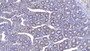 DAB staining on IHC-P; Samples: Bovine Small intestine Tissue;  Primary Ab: 10µg/ml Mouse Anti-Bovine MPO Antibody Second Ab: 2µg/mL HRP-Linked Caprine Anti-Mouse IgG Polyclonal Antibody 