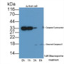 Caspase 3 (CASP3) Monoclonal Antibody, CAU30657