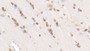 DAB staining on IHC-P; Samples: Rat Cerebrum Tissue; Primary Ab: 30μg/ml Mouse Anti-Rat CHEM Antibody Second Ab: 2µg/mL HRP-Linked Caprine Anti-Mouse IgG Polyclonal Antibody