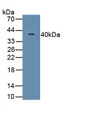 Motility Related Protein (MRP1) Monoclonal Antibody, CAU30705