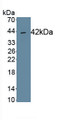 Phospholipid Scramblase 2 (PLSCR2) Monoclonal Antibody, CAU30707