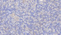 DAB staining on IHC-P; Samples: Human Pancreas Tissue;  Primary Ab: 20µg/ml Mouse Anti-Human GC Antibody Second Ab: 2µg/mL HRP-Linked Caprine Anti-Mouse IgG Polyclonal Antibody 