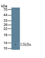 Interleukin 10 Receptor Alpha (IL10Ra) Monoclonal Antibody, CAU30734