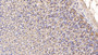 DAB staining on IHC-P; Samples: Rat Stomach Tissue; Primary Ab: 10µg/ml Mouse Anti-Rat CD163 Antibody Second Ab: 2µg/mL HRP-Linked Caprine Anti-Mouse IgG Polyclonal Antibody