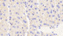DAB staining on IHC-P; Samples: Mouse Liver Tissue;  Primary Ab: 20μg/ml Mouse Anti-Mouse APOC3 Antibody Second Ab: 2µg/mL HRP-Linked Caprine Anti-Mouse IgG Polyclonal Antibody 