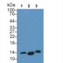 Interleukin 22 (IL22) Monoclonal Antibody, CAU30763