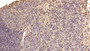 DAB staining on IHC-P; Samples: Human Spleen Tissue;  Primary Ab: 20µg/ml Mouse Anti-Human MANF Antibody Second Ab: 2µg/mL HRP-Linked Caprine Anti-Mouse IgG Polyclonal Antibody 