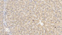 DAB staining on IHC-P; Samples: Human Liver Tissue; Primary Ab: 10µg/ml Mouse Anti-Human HRG Antibody Second Ab: 2µg/mL HRP-Linked Caprine Anti-Mouse IgG Polyclonal Antibody