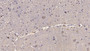 DAB staining on IHC-P; Samples: Human Cerebrum Tissue; Primary Ab: 10µg/ml Mouse Anti-Human RL Antibody Second Ab: 2µg/mL HRP-Linked Caprine Anti-Mouse IgG Polyclonal Antibody