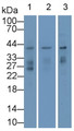 Renalase (RNLS) Monoclonal Antibody, CAU30792