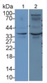 Troponin T Type 2, Cardiac (TNNT2) Monoclonal Antibody, CAU30804