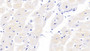 DAB staining on IHC-P; Samples: Human Cardiac Muscle Tissue;  Primary Ab: 40µg/ml Mouse Anti-Human TNNT2 Antibody Second Ab: 2µg/mL HRP-Linked Caprine Anti-Mouse IgG Polyclonal Antibody 