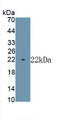 Myosin Heavy Chain 7, Cardiac Muscle, Beta (MYH7) Monoclonal Antibody, CAU30809