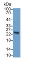 Sclerostin Domain Containing Protein 1 (SOSTDC1) Monoclonal Antibody, CAU30827