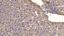 DAB staining on IHC-P; Samples: Mouse Liver Tissue;  Primary Ab: 10µg/ml Mouse Anti-Mouse CDNF Antibody Second Ab: 2µg/mL HRP-Linked Caprine Anti-Mouse IgG Polyclonal Antibody 