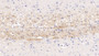 DAB staining on IHC-P; Samples: Rat Cerebrum Tissue; Primary Ab: 10ug/ml Mouse Anti-Rat CDNF Antibody Second Ab: 2µg/mL HRP-Linked Caprine Anti-Mouse IgG Polyclonal Antibody
