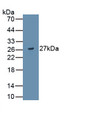 A Disintegrin And Metalloproteinase With Thrombospondin 9 (ADAMTS9) Monoclonal Antibody, CAU30837