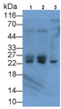 Parkinson Disease Protein 7 (PARK7) Monoclonal Antibody, CAU30843