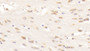 DAB staining on IHC-P; Samples: Mouse Cerebrum Tissue;  Primary Ab: 30μg/ml Mouse Anti-Mouse WNT5A Antibody Second Ab: 2µg/mL HRP-Linked Caprine Anti-Mouse IgG Polyclonal Antibody 
