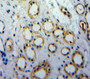 Used in DAB staining on fromalin fixed paraffin-embedded Kidney tissue