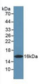 Colony Stimulating Factor 2, Granulocyte Macrophage (GM-CSF) Polyclonal Antibody, CAU30878