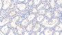 DAB staining on IHC-P; Samples: Porcine Kidney Tissue; Primary Ab: 20µg/ml Rabbit Anti-Porcine IGFBP2 Antibody Second Ab: 2µg/mL HRP-Linked Caprine Anti-Rabbit IgG Polyclonal Antibody