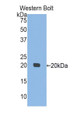 Interleukin 10 (IL10) Polyclonal Antibody, CAU30888