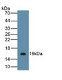 Interleukin 13 (IL13) Polyclonal Antibody, CAU30892