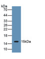 Interleukin 15 (IL15) Polyclonal Antibody, CAU30895