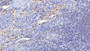 DAB staining on IHC-P; Samples: Porcine Spleen Tissue;  Primary Ab: 30µg/ml Rabbit Anti-Porcine IL15 Antibody Second Ab: 2µg/mL HRP-Linked Caprine Anti-Rabbit IgG Polyclonal Antibody 